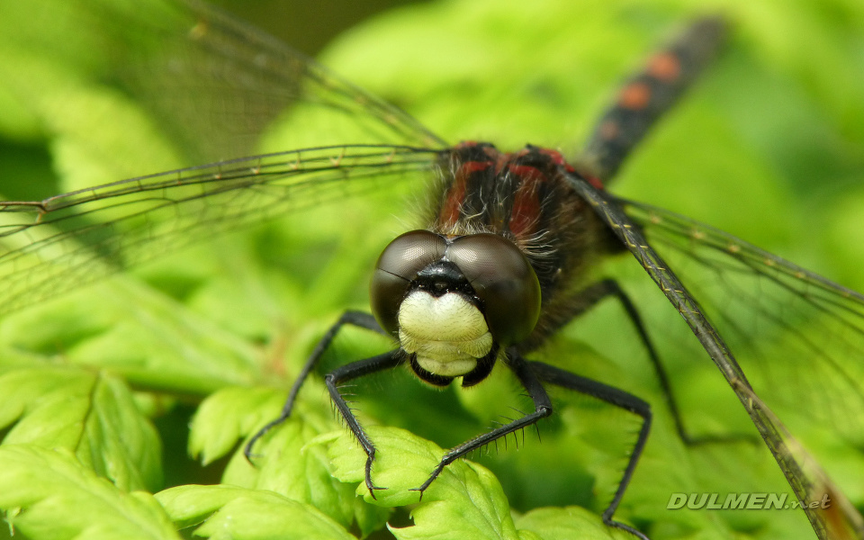 Small Whiteface (Leucorrhinia dubia)